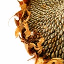 sunflower seeds photoshop contest